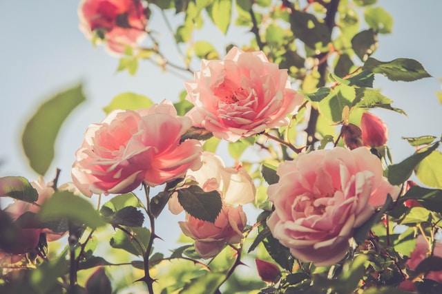 Shall I compare thee to a summer’s day?